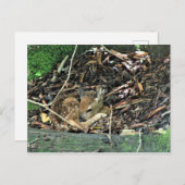 色が薄い ポストカード (正面/裏面)