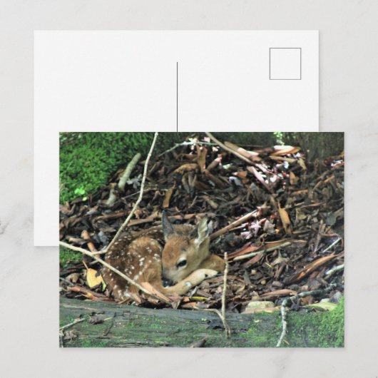 色が薄い ポストカード (正面/裏面)