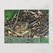 色が薄い ポストカード (正面)