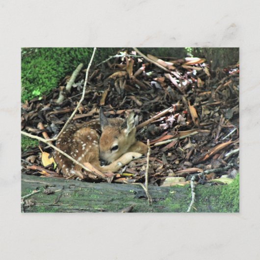 色が薄い ポストカード (正面)