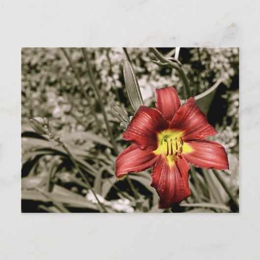 色のひと splash ポストカード (正面)