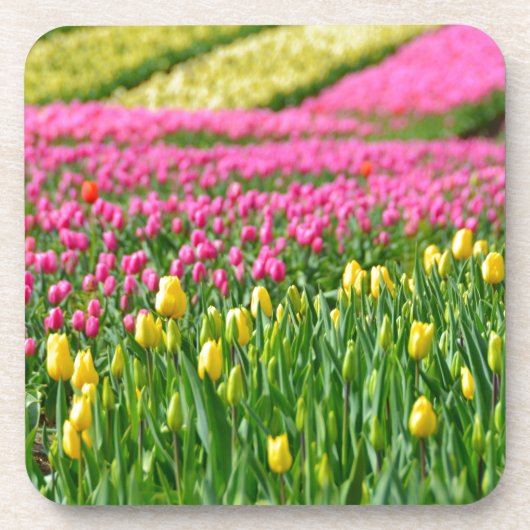 色のフィールド コースター (正面)