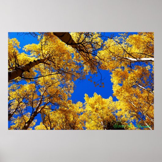 色の夢 ポスター (正面)