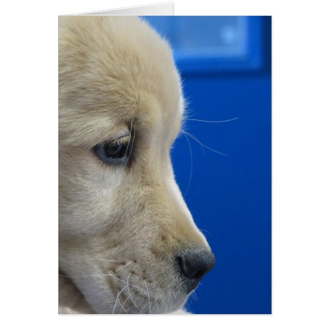 色の子犬のプロフィール (正面)