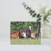 色の小さな群違うれ ポストカード (スタンド正面)