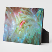 色の数々のアネモン フォトプラーク (側面)