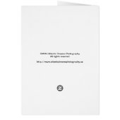 色の数々のパーティーバルーン (裏面)