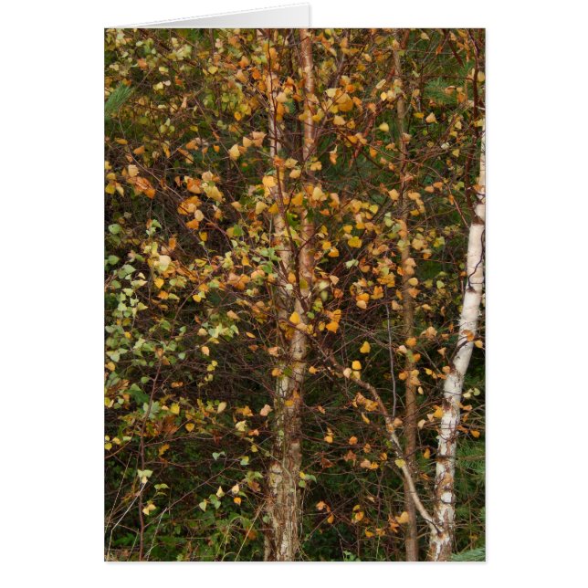 色の暴動 (正面)