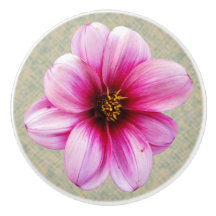 色の植物のピンクのダリアの花