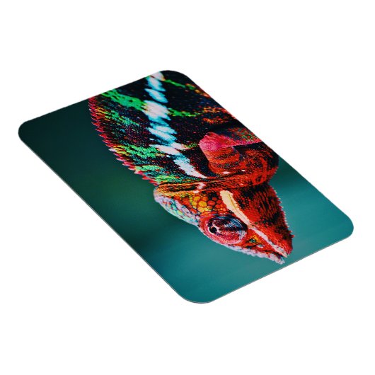 色を変えるレインボーカメレオン爬虫類 マグネット (右側)