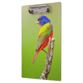 色彩の鮮やかな旗布(Passerinaのciris)の男性はとまりました クリップボード (左)