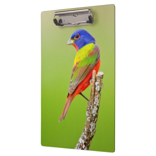 色彩の鮮やかな旗布(Passerinaのciris)の男性はとまりました クリップボード (左)