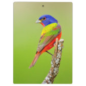 色彩の鮮やかな旗布(Passerinaのciris)の男性はとまりました クリップボード (裏面)