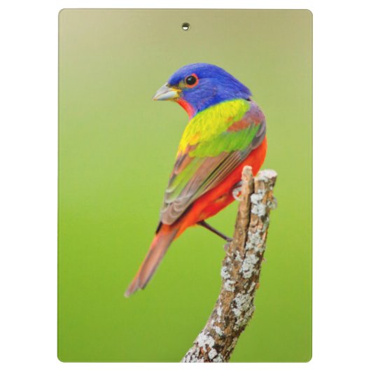 色彩の鮮やかな旗布(Passerinaのciris)の男性はとまりました クリップボード (裏面)