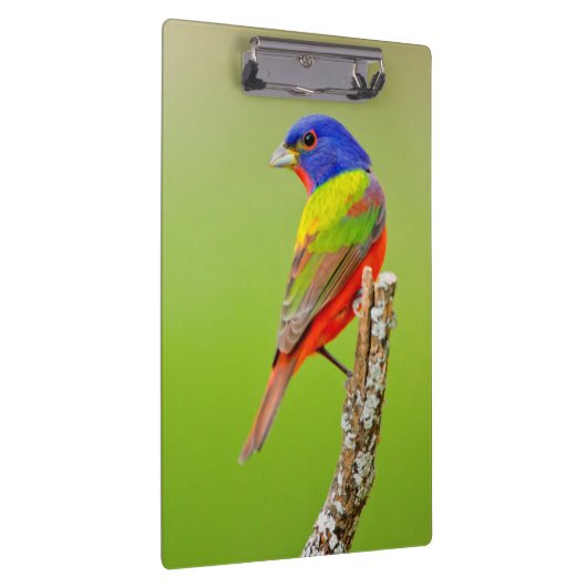 色彩の鮮やかな旗布(Passerinaのciris)の男性はとまりました クリップボード (右)