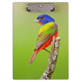 色彩の鮮やかな旗布(Passerinaのciris)の男性はとまりました クリップボード (正面)