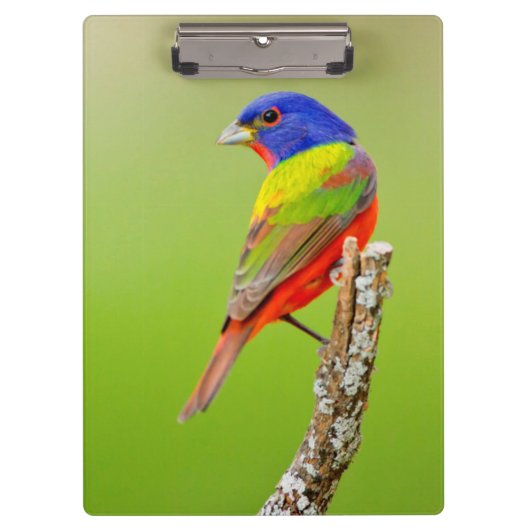 色彩の鮮やかな旗布(Passerinaのciris)の男性はとまりました クリップボード (正面)