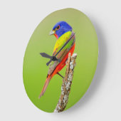 色彩の鮮やかな旗布(Passerinaのciris)の男性はとまりました ラージ壁時計 (傾斜)