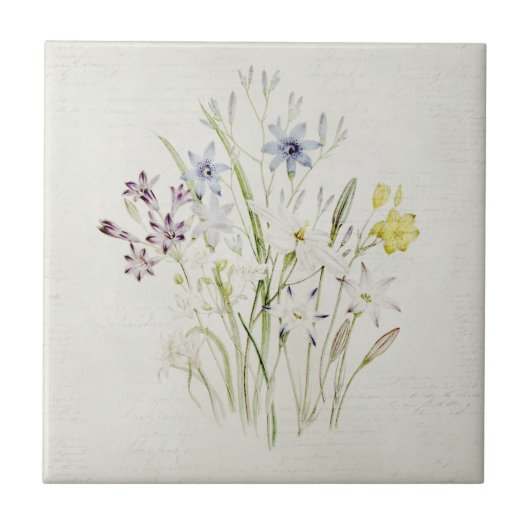 色彩の鮮やかなConantheraの花の花束のヴィンテージの原稿 タイル (正面)