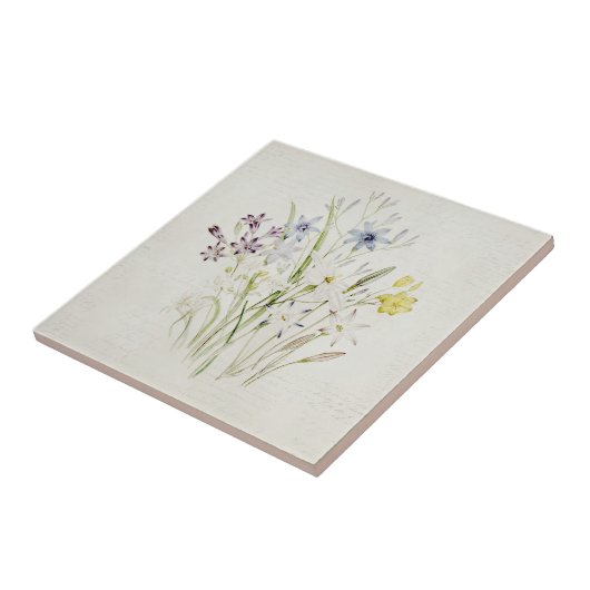 色彩の鮮やかなConantheraの花の花束のヴィンテージの原稿 タイル (側面)