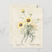 色彩の鮮やかデイジー菊ヴィンテージ植物学 ポストカード (正面/裏面)