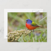 色彩の鮮やか文食べ物を与え文 ポストカード (正面/裏面)