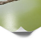 色彩の鮮やかBunting Passerina ciris)男性の歌 フォトプリント (角)