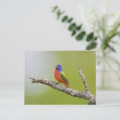 色彩の鮮やかBunting Passerina ciris)男性の歌 ポストカード (スタンド正面)