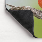 色彩の鮮やかBunting Passerina ciris)男性の歌 マウスパッド (コーナー)