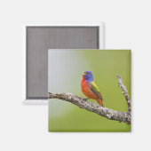 色彩の鮮やかBunting Passerina ciris)男性の歌 マグネット (正面/裏面)