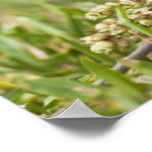 色彩の鮮やかBunting Passerina citria)成人男性 ポスター (角)