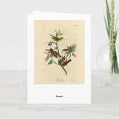 色彩の鮮やかFinch (Bunting) Audubon's Birds of America カード (裏面)