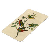 色彩の鮮やかFinch (Bunting) Audubon's Birds of America マグネット (左側)