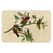色彩の鮮やかFinch (Bunting) Audubon's Birds of America マグネット (横)