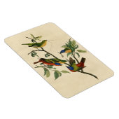 色彩の鮮やかFinch (Bunting) Audubon's Birds of America マグネット (右側)