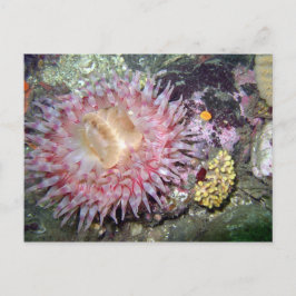 色彩の鮮やかTealia Anemone – はがき