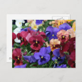 色数々ののパンジー ポストカード (正面/裏面)