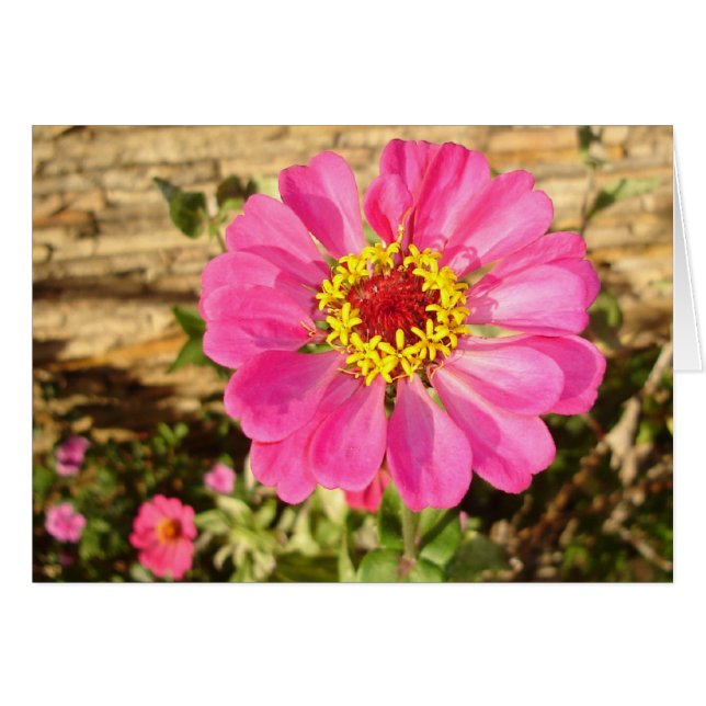 色数々の開花 (正面横)