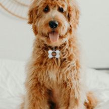 色数々の（昆虫）オオカバマダラ、モナーク蝶ブラック