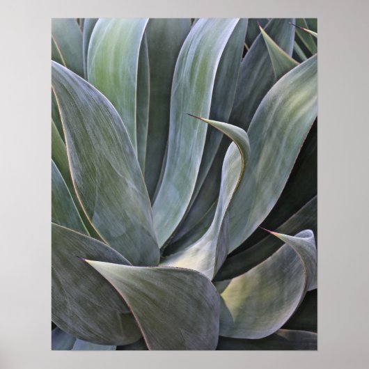 色褪せた多肉性詳細, 2017 ポスター (正面)