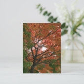 色 ポストカード (スタンド正面)