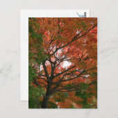 色 ポストカード (正面/裏面)