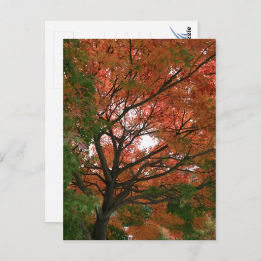 色 ポストカード (正面/裏面)