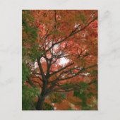 色 ポストカード (正面)