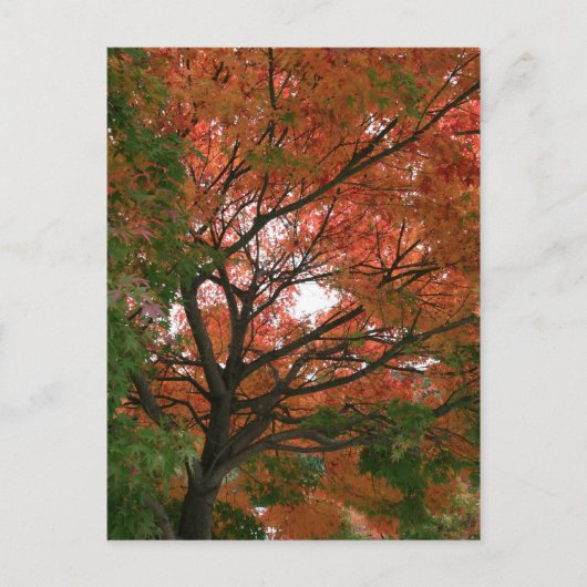 色 ポストカード (正面)