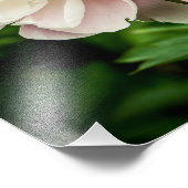 芍薬の花 フォトプリント            (角)