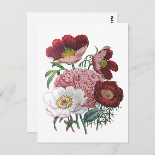 芍薬 ポストカード (正面/裏面)