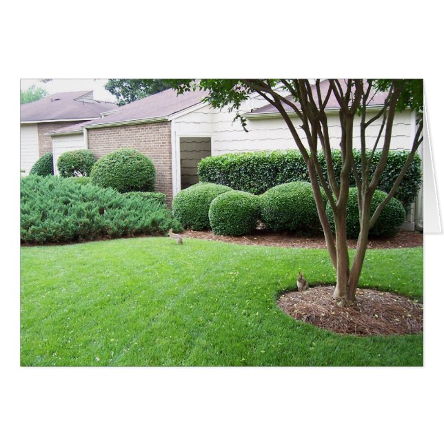 芝生で遊ぶウサギ (正面横)