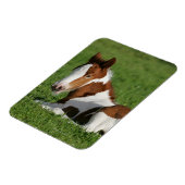 芝生に敷く群 マグネット (左側)