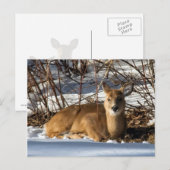 芝生に横たわる子鹿 ポストカード (正面/裏面)